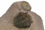 Detailed Metacanthina Trilobite - Lghaft, Morocco #339599-1